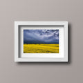 Fields of Gold